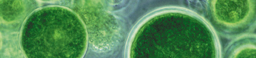 algae